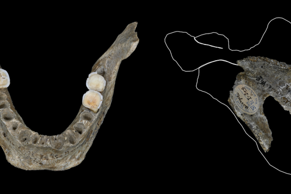 Early Europeans celebrated victory in war by eating their enemies’ brains, cave fossils show