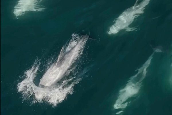Giant pod of over 1,500 dolphins spotted ‘having a big party’ off California coast